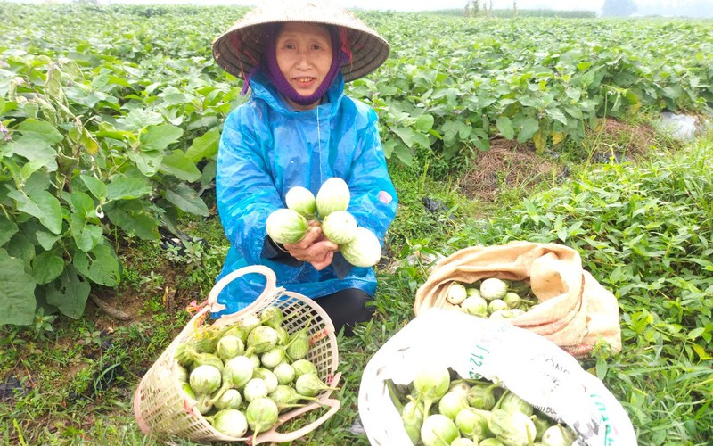 Cả làng ở Hà Tĩnh trồng thứ cà trái mặc áo hoa, tiền nhiều gấp 4 lần cấy lúa, cứ 1ha cho thu 200 triệu