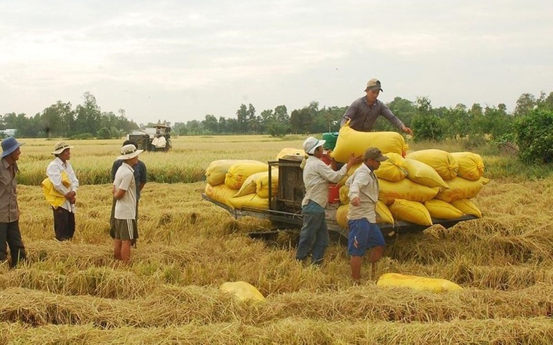 Giá gạo Ấn Độ nới rộng đà giảm, gạo Việt vẫn vững giá