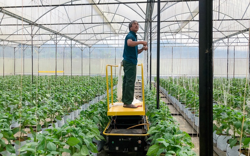 Chuyện lạ thời nông nghiệp công nghệ cao ở Lâm Đồng, "ra lệnh" cho rô bốt vô vườn trồng ớt