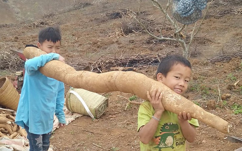 Sơn La: Nông dân đào được nhiều củ sắn "khủng", to dài như con trăn