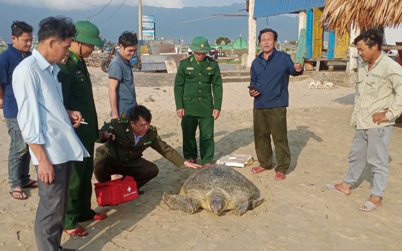Ngư dân Thừa Thiên Huế bắt được cá thể vích "khủng" 150kg 