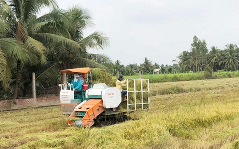 Thứ rác này xưa dân vứt đầy đồng ở Vĩnh Long nay hóa ra lại có giá, cứ gom bao nhiêu là bán hết sạch