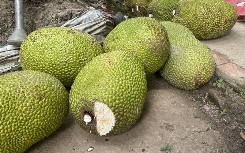 Giá mít Thái lại chạm mốc kỷ lục ở Hậu Giang, bán một trái mít đẹp 9kg có ngay gần 500.000 đồng