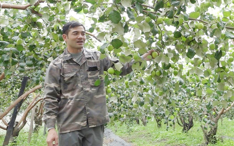 Bỏ phố về quê trồng táo Đại Mật, quả sai trĩu cành, trai Bắc Giang thu tiền tỷ, tạo việc làm cho 20 lao động