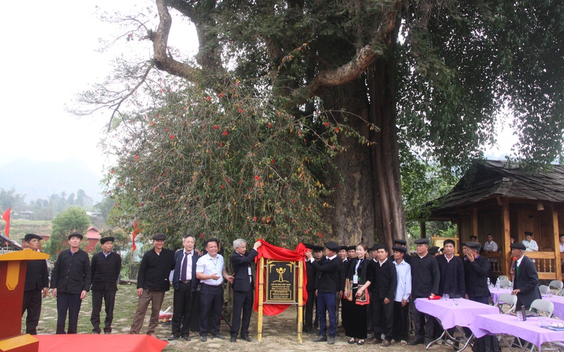 Thêm 7 cây cổ thụ lọt vào danh sách Cây Di sản Việt Nam