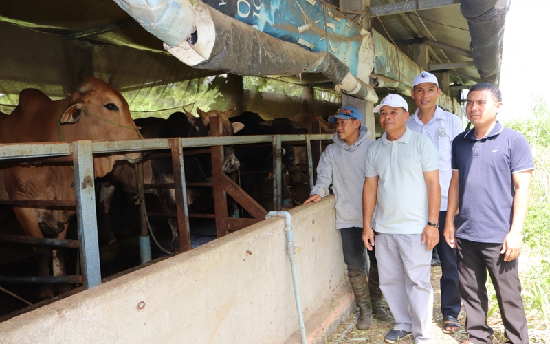 Nông dân Đắk Lắk dùng vốn Quỹ Hỗ trợ nông dân đầu tư trồng sầu riêng, nuôi bò