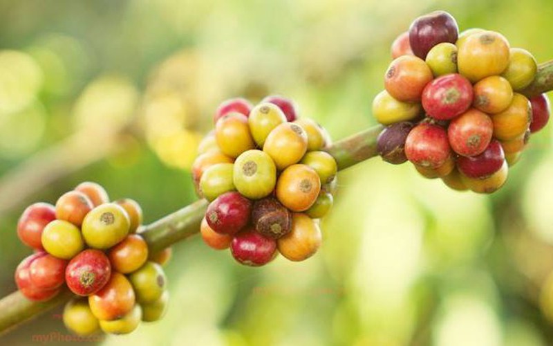 Giá cà phê tiếp tục giảm, mối lo thiếu hụt nguồn cung đã dịu bớt