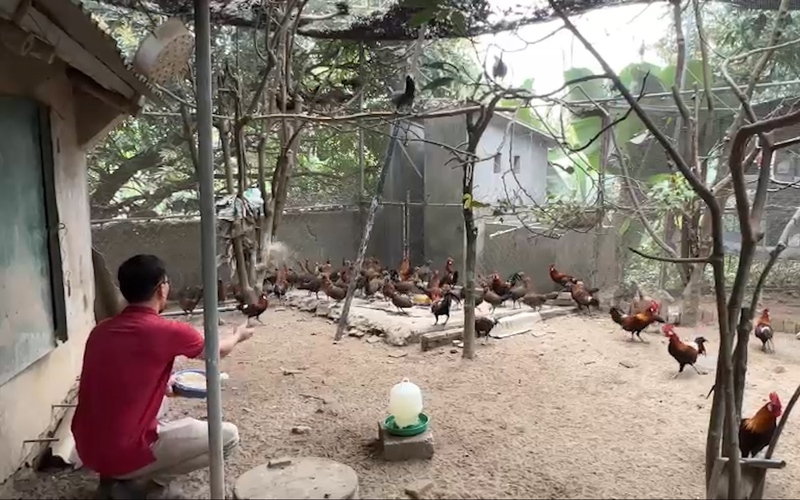 Thuần dưỡng và nhân giống gà rừng, anh nông dân Thanh Hóa thu nhập 50 triệu đồng/tháng