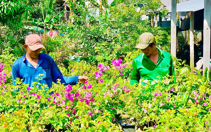Trồng thứ cây cảnh bạt ngàn, đếm không xuể, tới kỳ bung hoa "vô tội vạ", anh nông dân An Giang trúng luôn