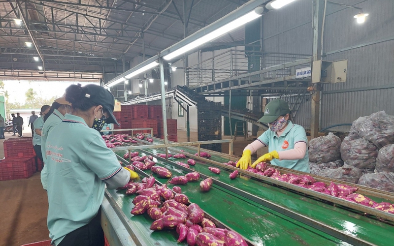 Loại củ ngon ở Đắk Lắk xuất khẩu chính ngạch sang Trung Quốc, nhưng vì sao trồng vẫn bấp bênh?