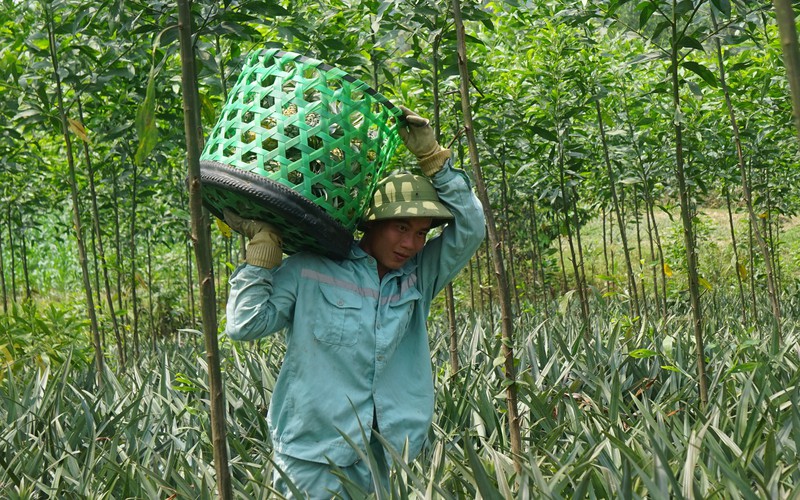 Huyện này ở Nghệ An trồng bạt ngàn thứ quả thơm lừng, giá đang tăng dần đều, nông dân phấn khởi
