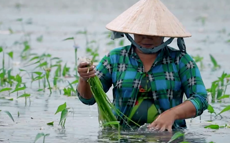 Tạo lũ giả trồng cỏ dại làm rau sạch, anh nông dân vùng Đồng Tháp Mười ở Long An lời gấp 6 lần sạ lúa