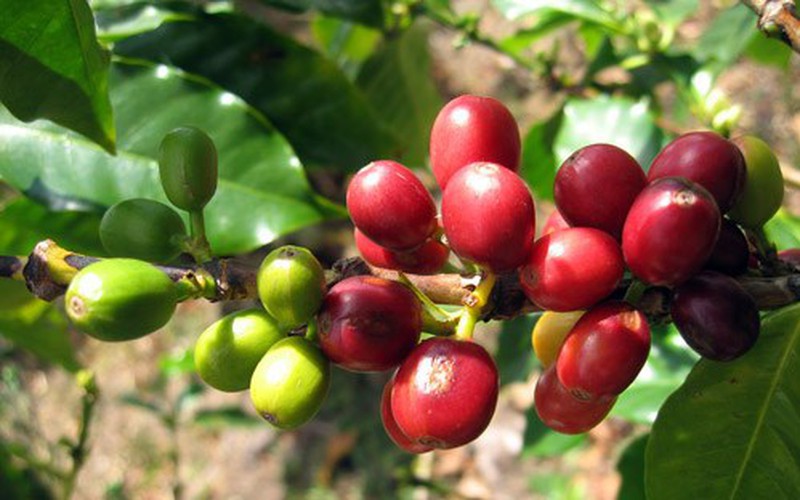 Giá cà phê phiên cuối tuần tăng vọt