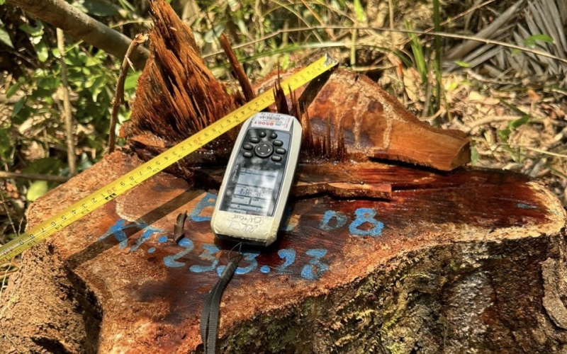 Thừa Thiên Huế: Điều tra vụ loạt cây gỗ rừng hàng chục năm tuổi bị lâm tặc đốn hạ 