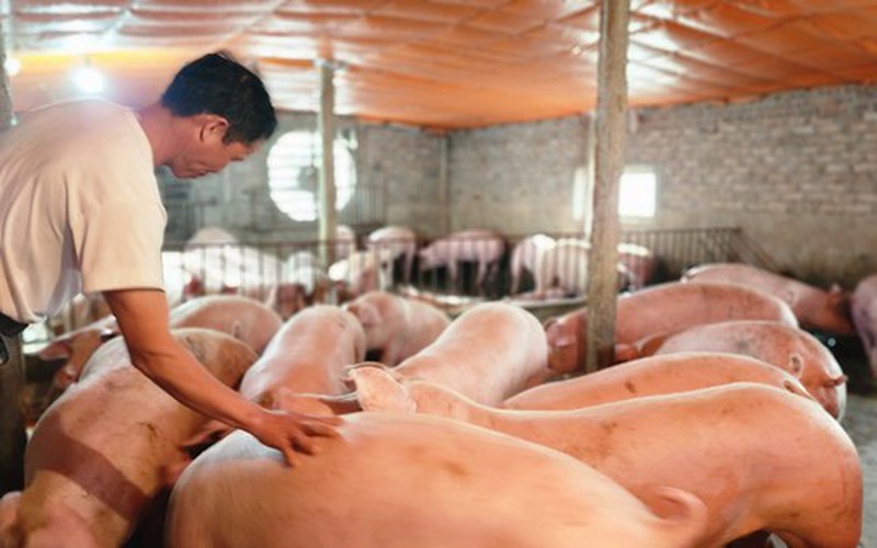Cám cảnh hơn 2 triệu hộ chăn nuôi 'treo' chuồng trước 'bão' giá