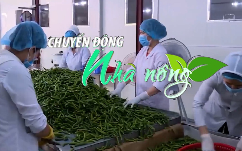 Chuyển động Nhà nông 30/3: 8 phòng thí nghiệm của Việt Nam được phép kiểm nghiệm ớt xuất khẩu sang Hàn Quốc