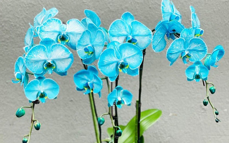 3 loại hoa đắt tiền, rất đẹp mà khó trồng