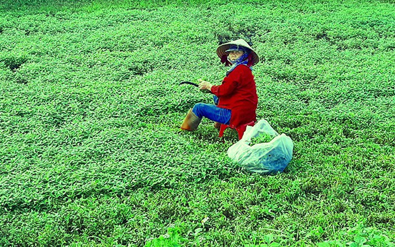 Bình Định: Thứ rau gia vị tiêu độc, hỗ trợ ngăn tế bào ung thư này trồng dễ như ăn kẹo, ngờ đâu lại trúng