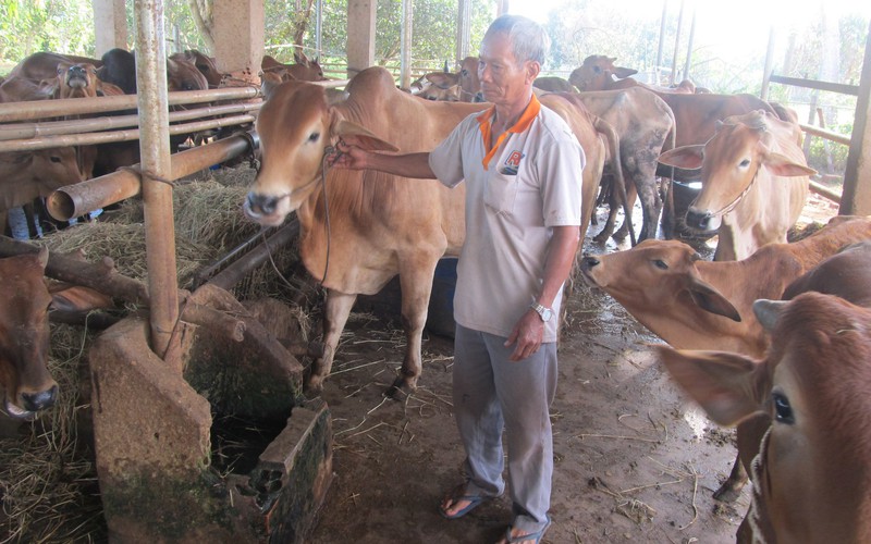 Bà Rịa-Vũng Tàu: Nuôi 40 con bò, trồng 1,2ha bưởi da xanh, 6ha lúa, từ hộ nghèo nay thành hộ giàu có