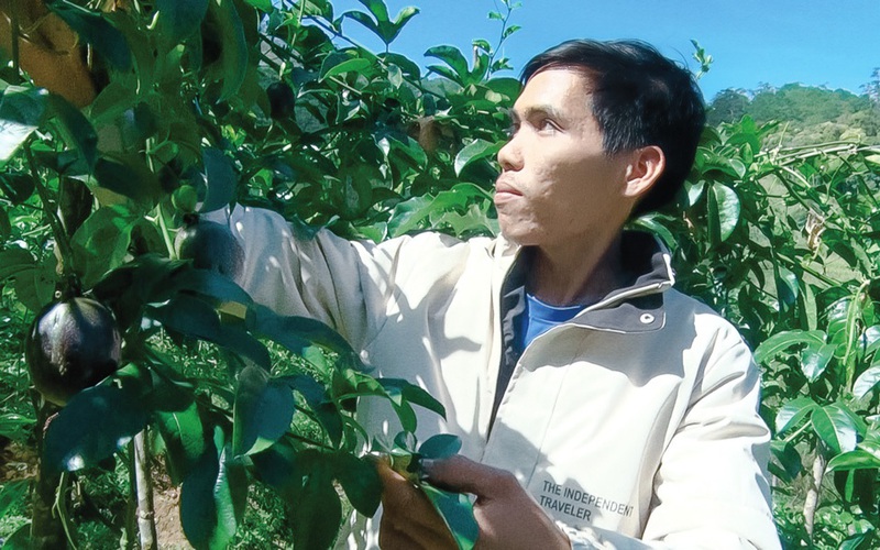 Cũng là trồng chanh dây đâu có gì lạ, nhưng sao anh nông dân ở Lâm Đồng hái trái thương lái khoái mua?