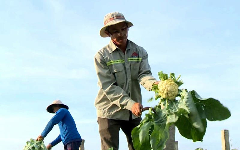 Trồng bông cải trắng đồng, nông dân Long An nói nhanh thu được tiền