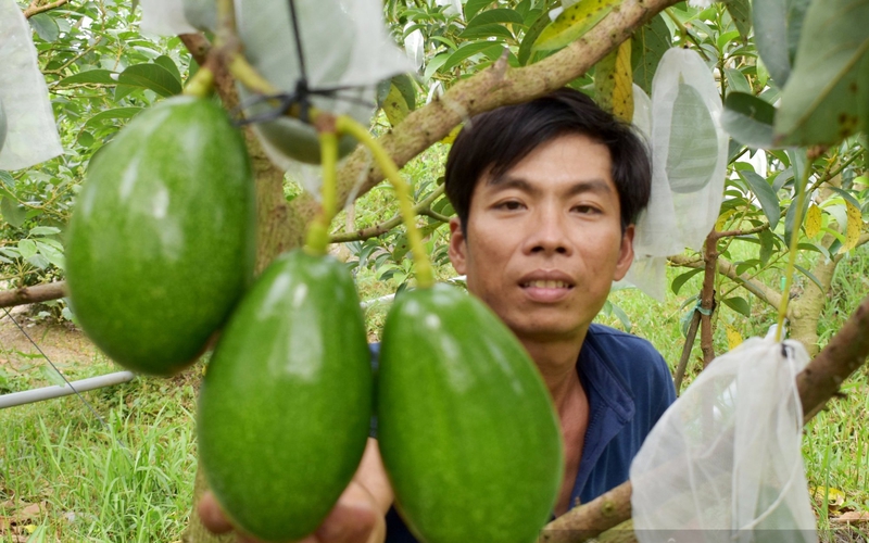 Loại trái cây có tác dụng thần thánh với sắc đẹp phụ nữ đang được toàn cầu săn lùng, Việt Nam trồng rất nhiều