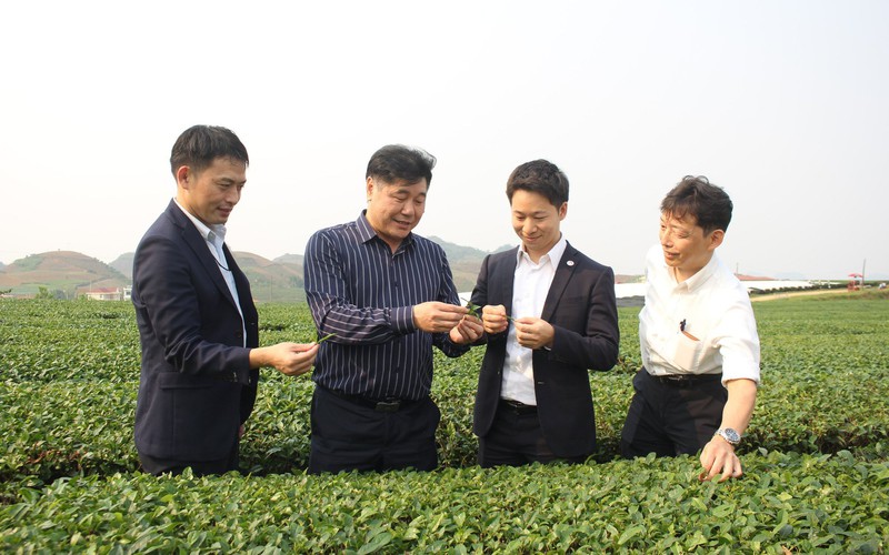 Chuyện người Nhật Bản làm nông nghiệp ở Sơn La: Xem cách người Nhật trồng trà ở Vân Hồ (Bài 1)