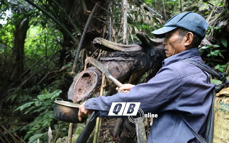 Chui vô khu rừng ở Quảng Bình chặt cây hứng rượu chảy ra, ấy thế mà nếm lâng lâng