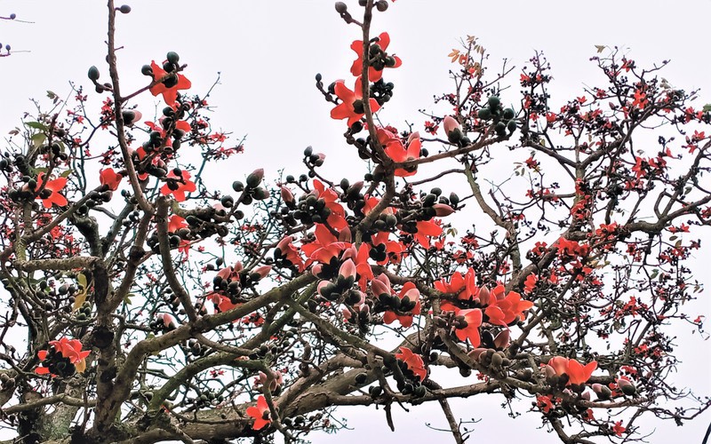 Một cây gạo cổ thụ độc đáo ở Bắc Giang, cây của một nhà mà cả làng coi là của chung
