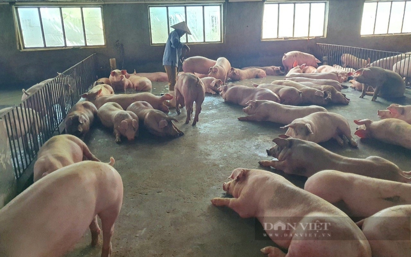 Chăn nuôi bao nhiêu con lợn, con gà thì phải có báo cáo đánh giá tác động môi trường? 