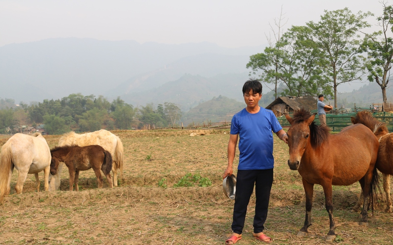 Anh nông dân ở vùng cao Lào Cai thoát nghèo nhờ nuôi ngựa