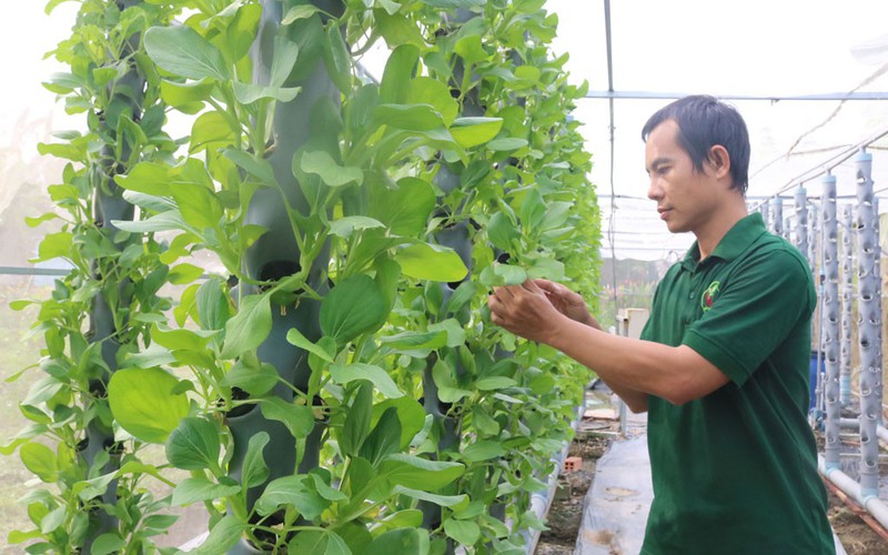 Trồng rau khí canh kiểu gì mà một anh người Long An làm vườn đẹp như phim, bán đắt hàng?