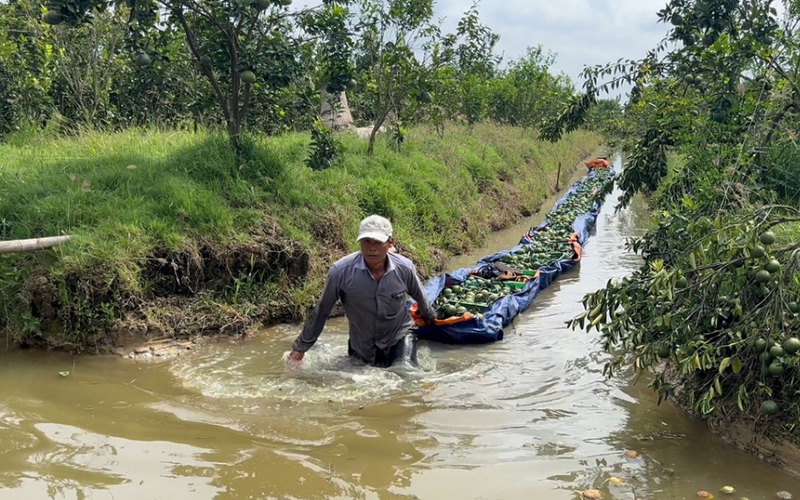 Cây trồng chủ lực nhanh hết thời ở ĐBSCL, sự thật từ vú sữa Lò Rèn, cam sành, nỗi lo tới đây là sầu riêng?