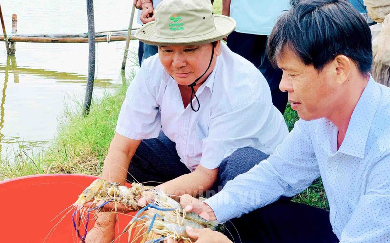 Nuôi tôm gì mà bắt lên chậu toàn con to bự, dân xã này ở Trà Vinh bán 240.000-280.000 đồng/kg?