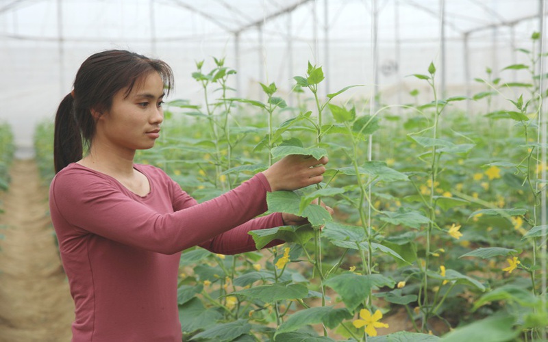 Một huyện của tỉnh Bắc Giang có 47 mô hình nông nghiệp công nghệ cao cho thu nhập "khủng"