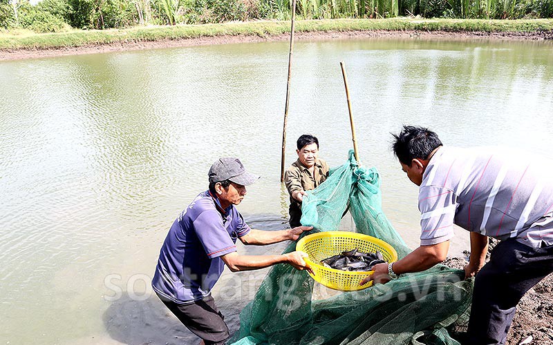 Loại cá thơm ngon bổ dưỡng xưa là "cá nhà nghèo", nay dân Sóc Trăng nuôi thành công, hễ nói bán là hết sạch