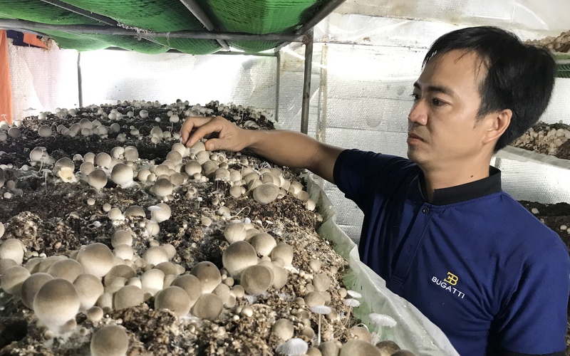 Trồng nấm rơm công nghệ cao, nấm mọc không kịp cản, 8X Đà Nẵng bất ngờ thu lãi lớn