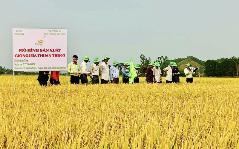TBR97 bội thu, nông dân Bình Định phấn khởi