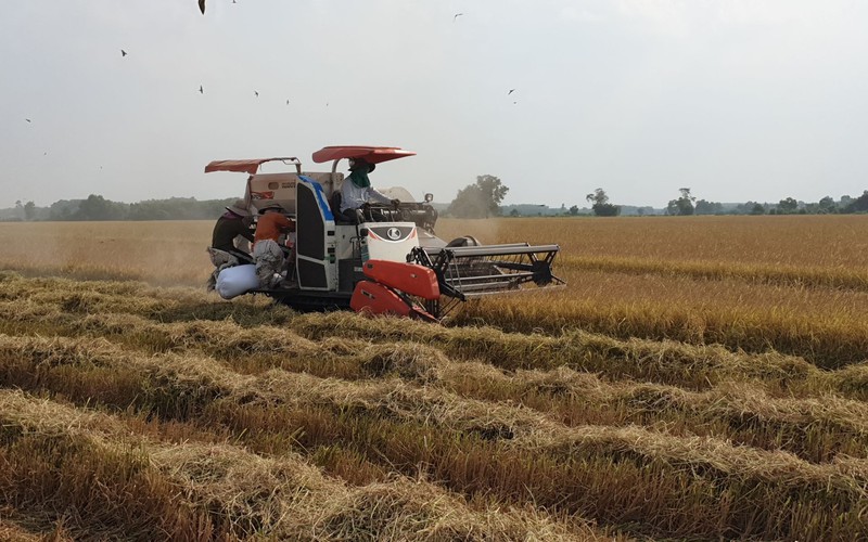 Tây Ninh: Giá lúa tăng cao, nông dân bán 1 công lãi 4,5 triệu