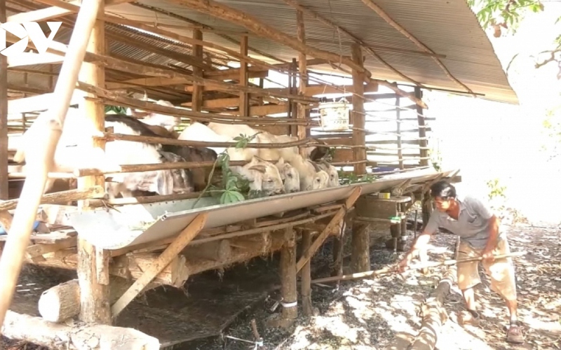Ở Đồng Nai lúc này, nông dân bán 1 con dê lỗ 2 triệu, bán 1 con heo lỗ 500.000-1.000.000 đồng, đến khổ