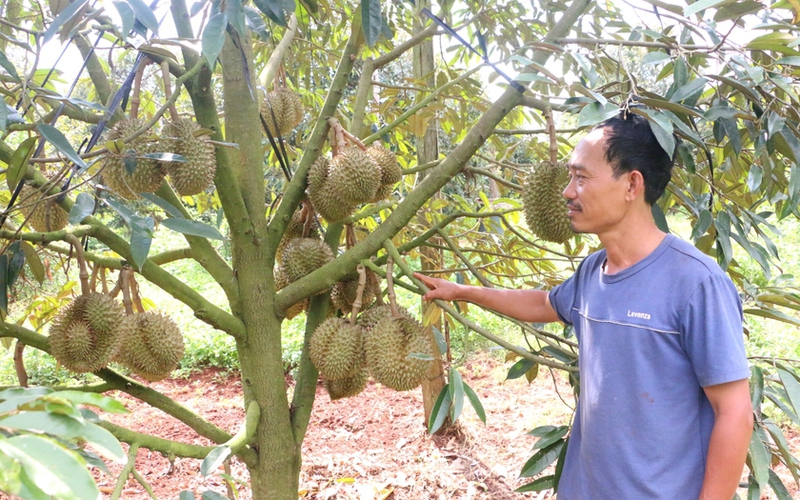 Ba ông nông dân ở Gia Lai thu tiền tỷ, mỗi ông chuyên trồng một loại cây, cây nào cũng đầy trái