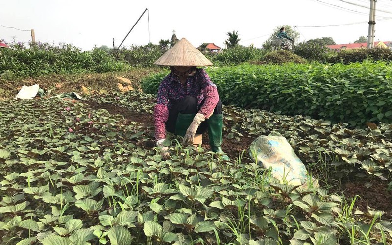 Hà Nội: Trồng lúa phập phù, chuyển sang trồng rau thơm nông dân thu tiền đều đều