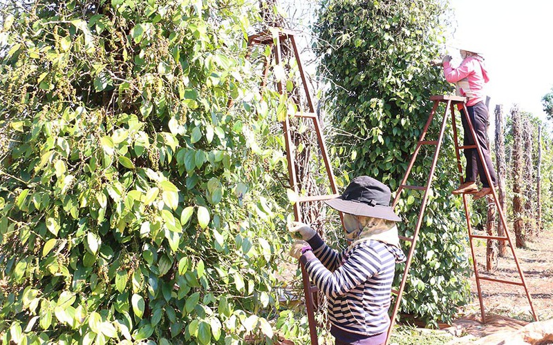 Trung Quốc tới tấp thu mua, chỉ trong vòng 20 ngày, giá một loại hạt của Việt Nam đã tăng "nóng" 10.000 đồng/kg