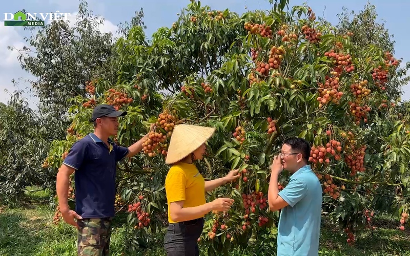 Gia đình nữ nông dân Đắk Nông thu tiền tỷ nhờ trồng vải u hồng