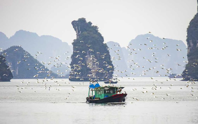 Chim hoang dã bay thành tầng tầng ở nhiều vùng của Quảng Ninh, từ Vịnh Hạ Long cho tới đồng ruộng