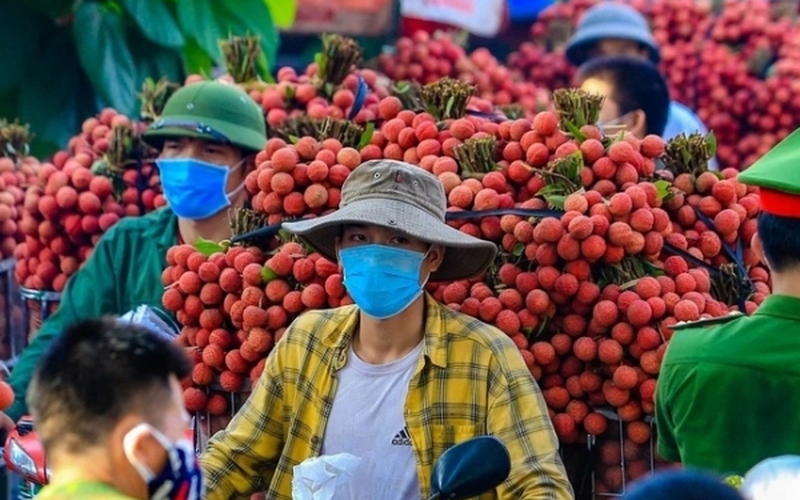Hàng trăm thương nhân Trung Quốc đăng ký nhập cảnh Việt Nam thu mua vải thiều