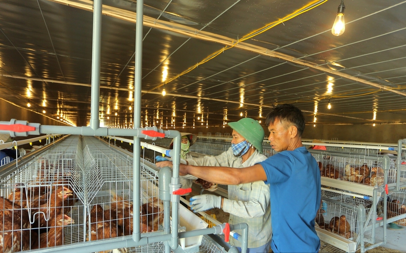 Hơn 56.000 hộ nông dân ở TP Từ Sơn sản xuất kinh doanh giỏi, có nông dân đầu tư hàng chục tỷ đồng nuôi gà