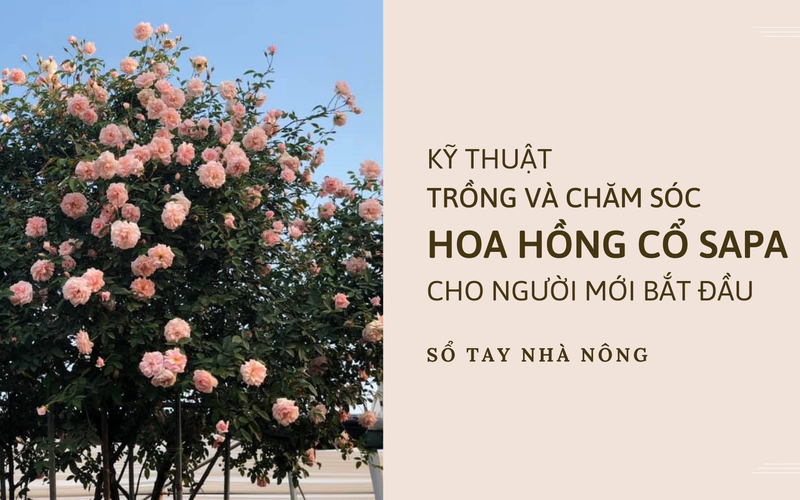 SỔ TAY NHÀ NÔNG: Kỹ thuật trồng và chăm sóc hoa hồng cổ Sapa cho người mới bắt đầu