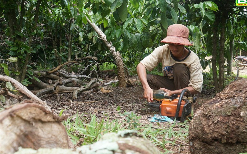 Cây chủ lực ở vùng đất này của Đắk Nông là cây gì mà mất mùa liên tục, dân vẫn đang ra sức chăm bẵm?