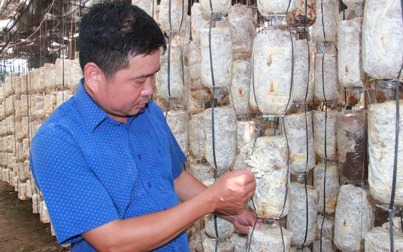 HTX sản xuất nấm sạch ở Nam Định vinh dự được Thủ tướng Chính phủ tặng Bằng khen